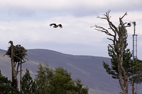 ospreys