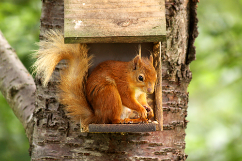 red squirrel