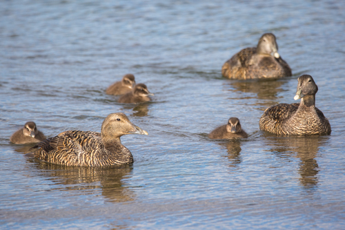 eiders