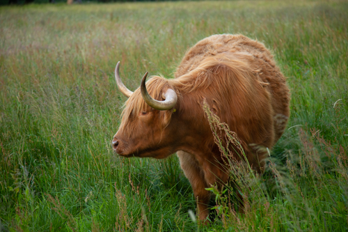heilan' coo