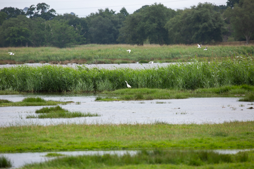 lytchett fields