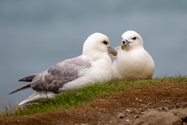 noordse stormvogel