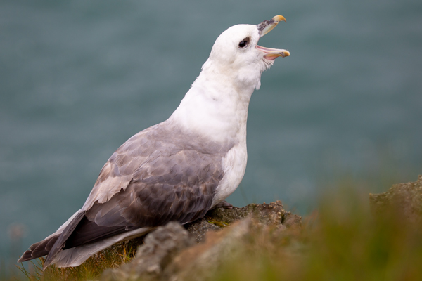 noordse stormvogel